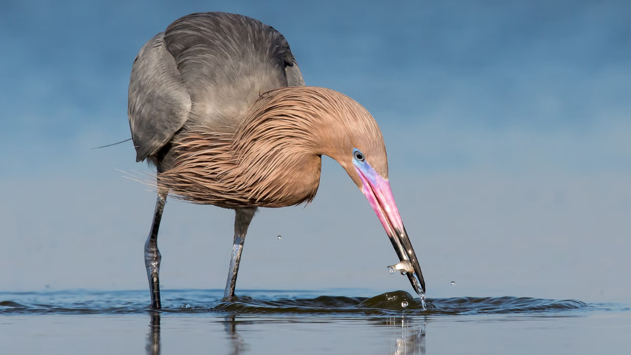 In 1923, wardens began protecting a 35-acre Texas island where last reddish egrets survived