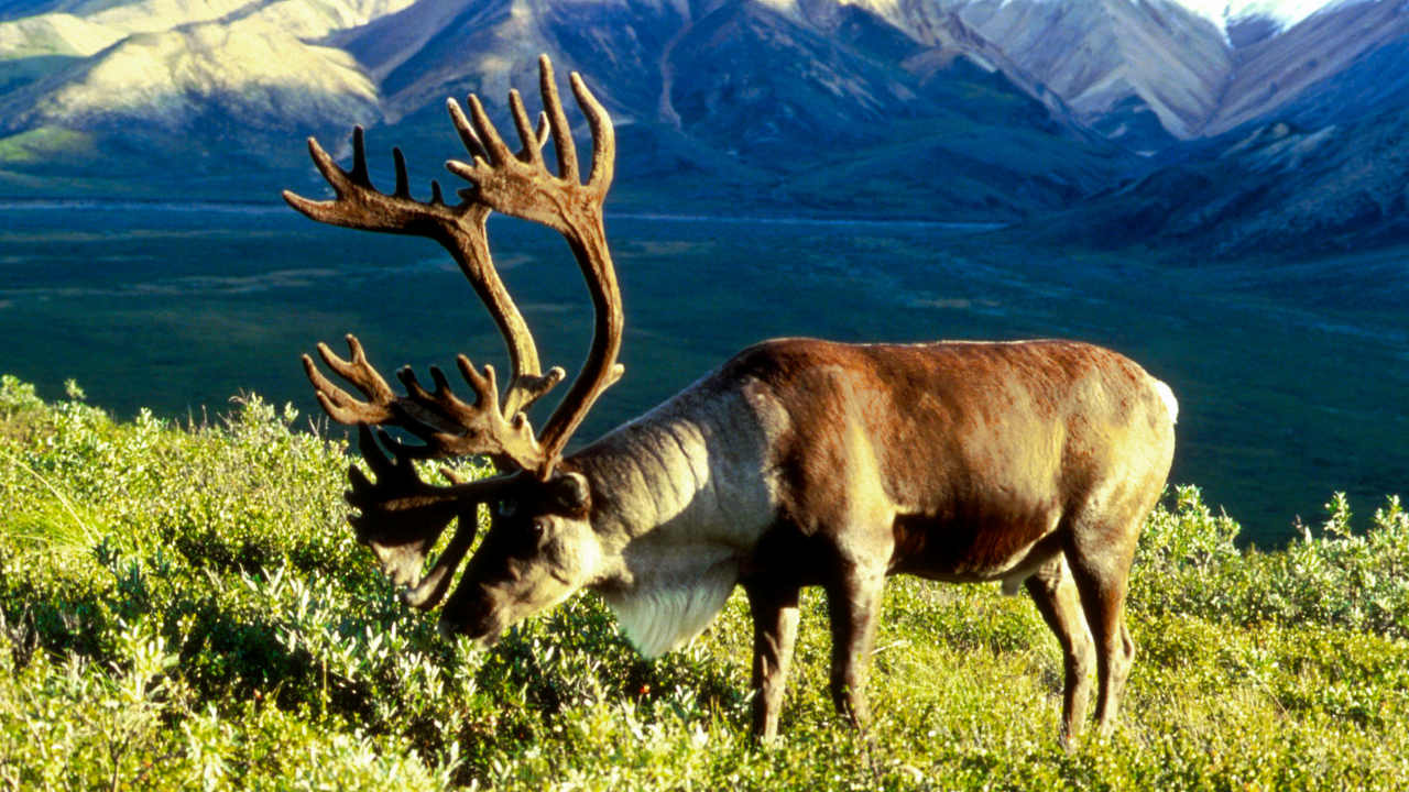In 1958, the US moved 25 caribou to an Alaska island as emergency food for military personnel