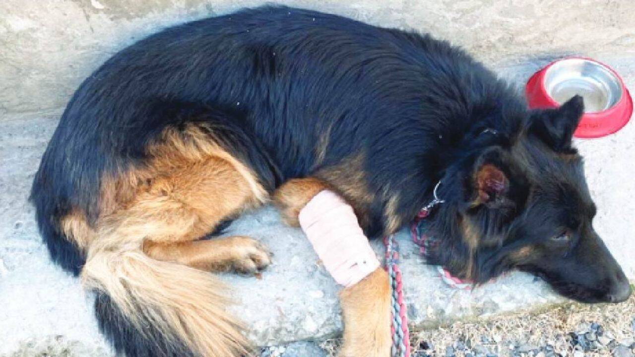 Army dog Tyson, shot in J&K op after helping track 3 terrorists, gets I-Day honour