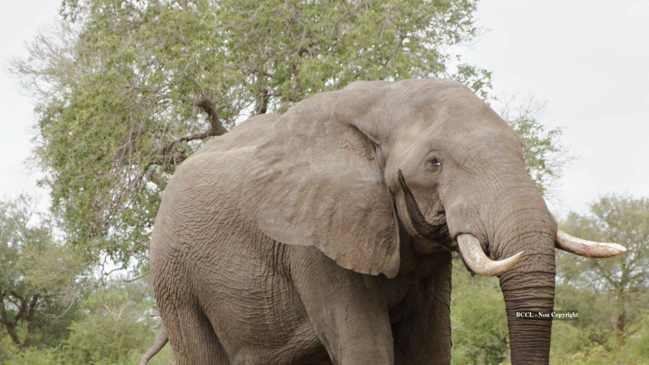An elephant in musth