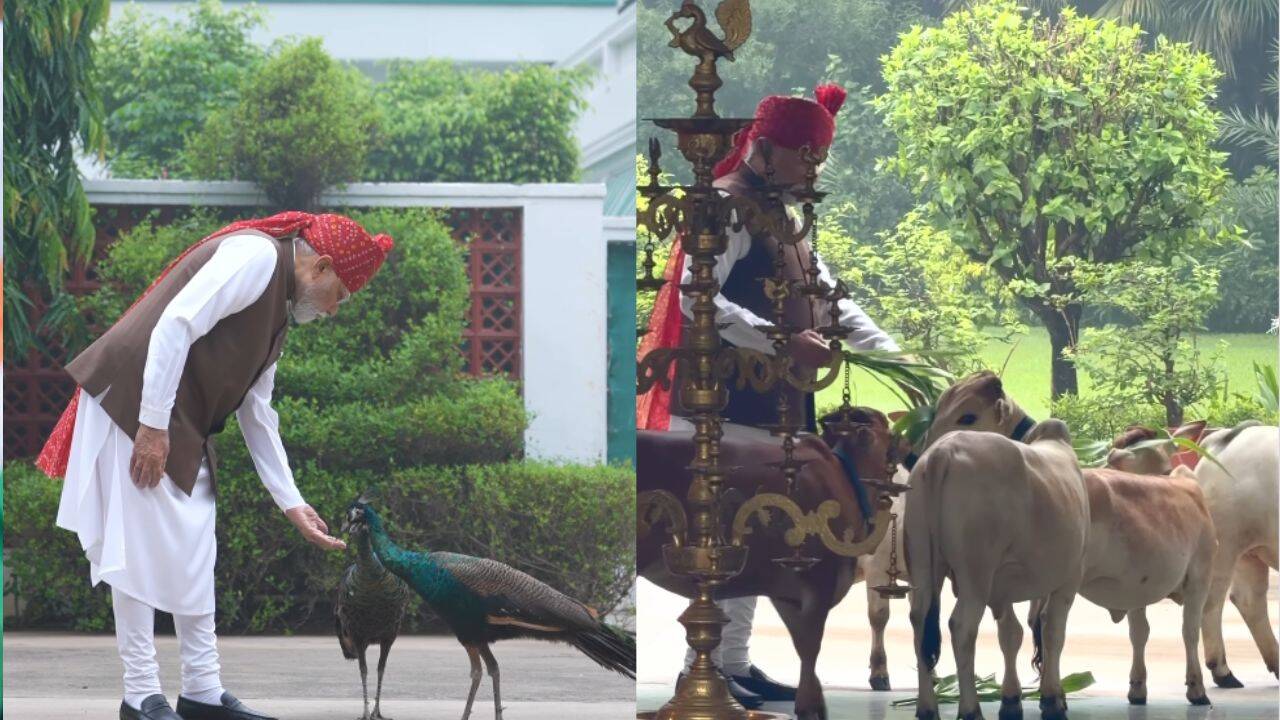 ‘Feeding my friends’: PM Modi’s quiet Independence Day morning with cows, peacocks