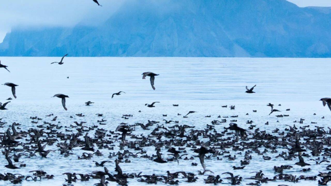 Seabirds