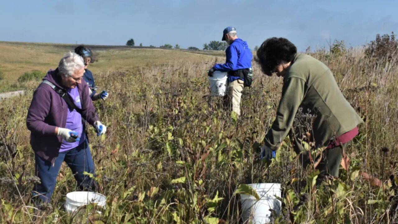 Native tallgrass prairie