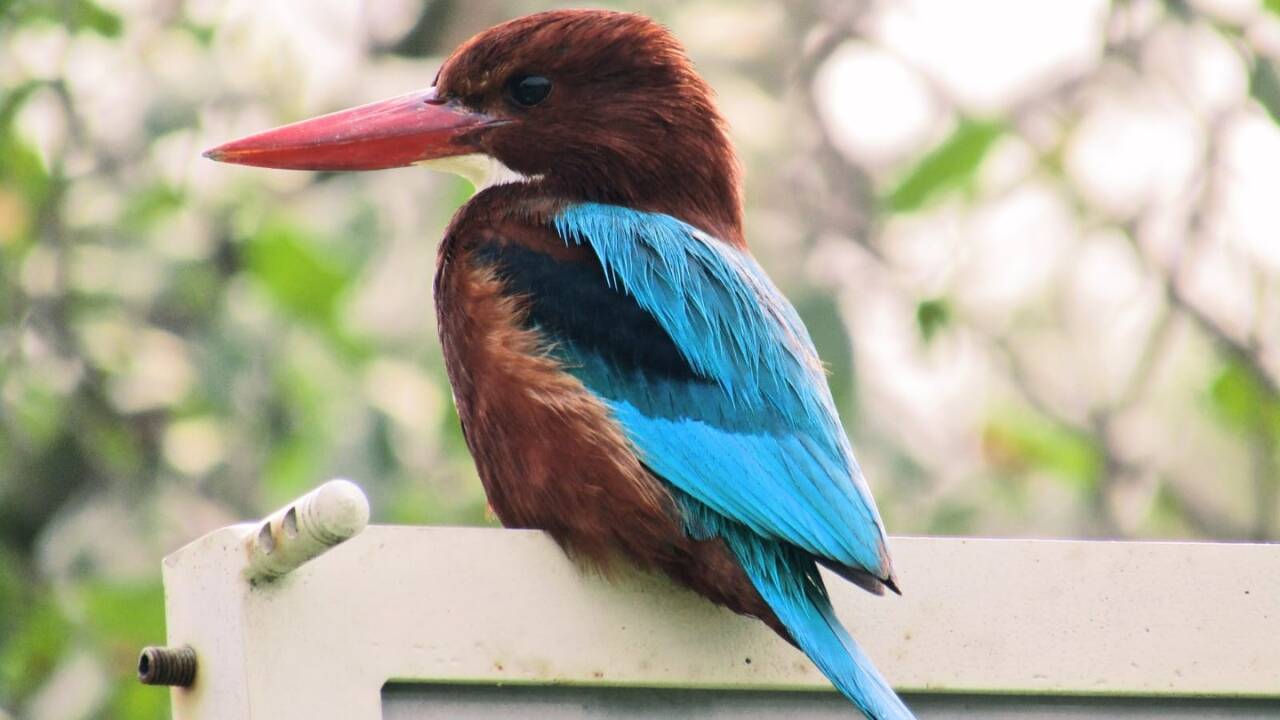White-throated kingfisher