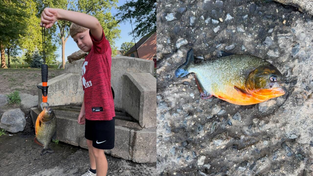 Boy, 8, catches piranha while fishing at Pennsylvania lake