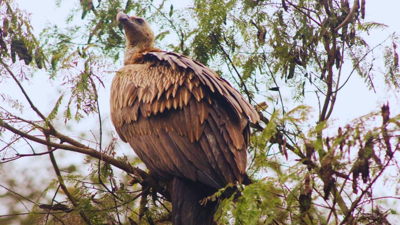 Himalayan Griffon Vulture