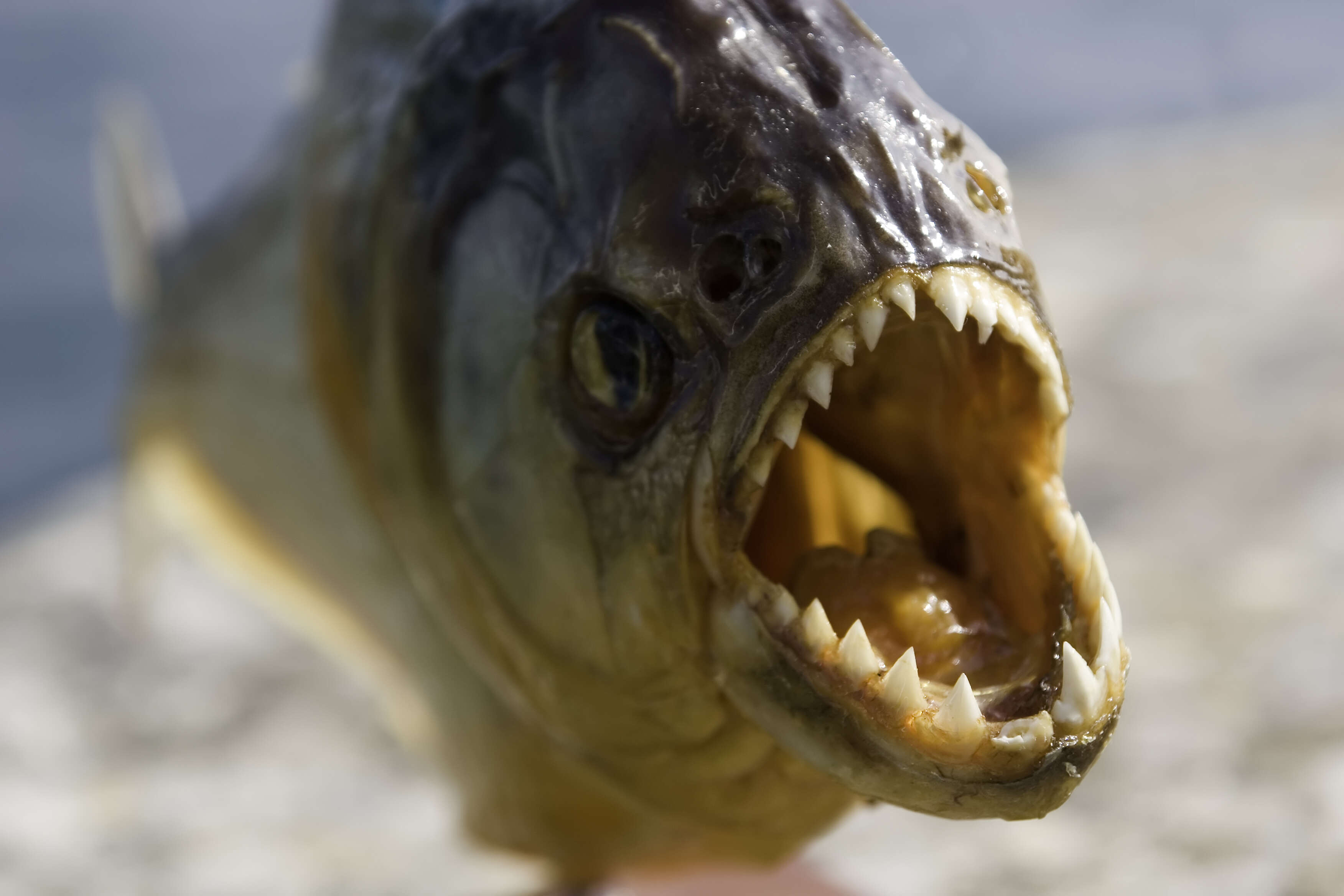 8-year-old reels in piranha