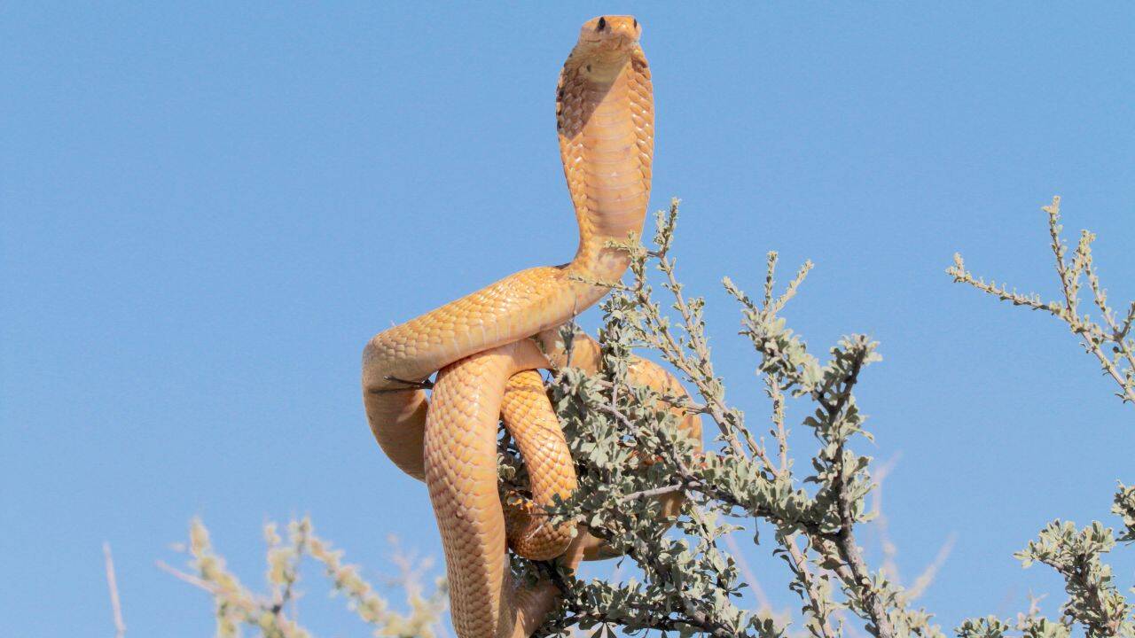 Snake Safaris In India: Six destinations put snakes at the centre; Nag Panchami sets the mood