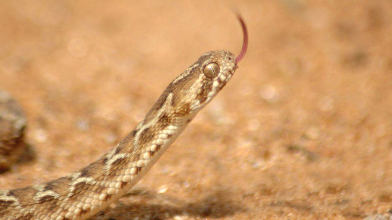 Saw-scaled Viper