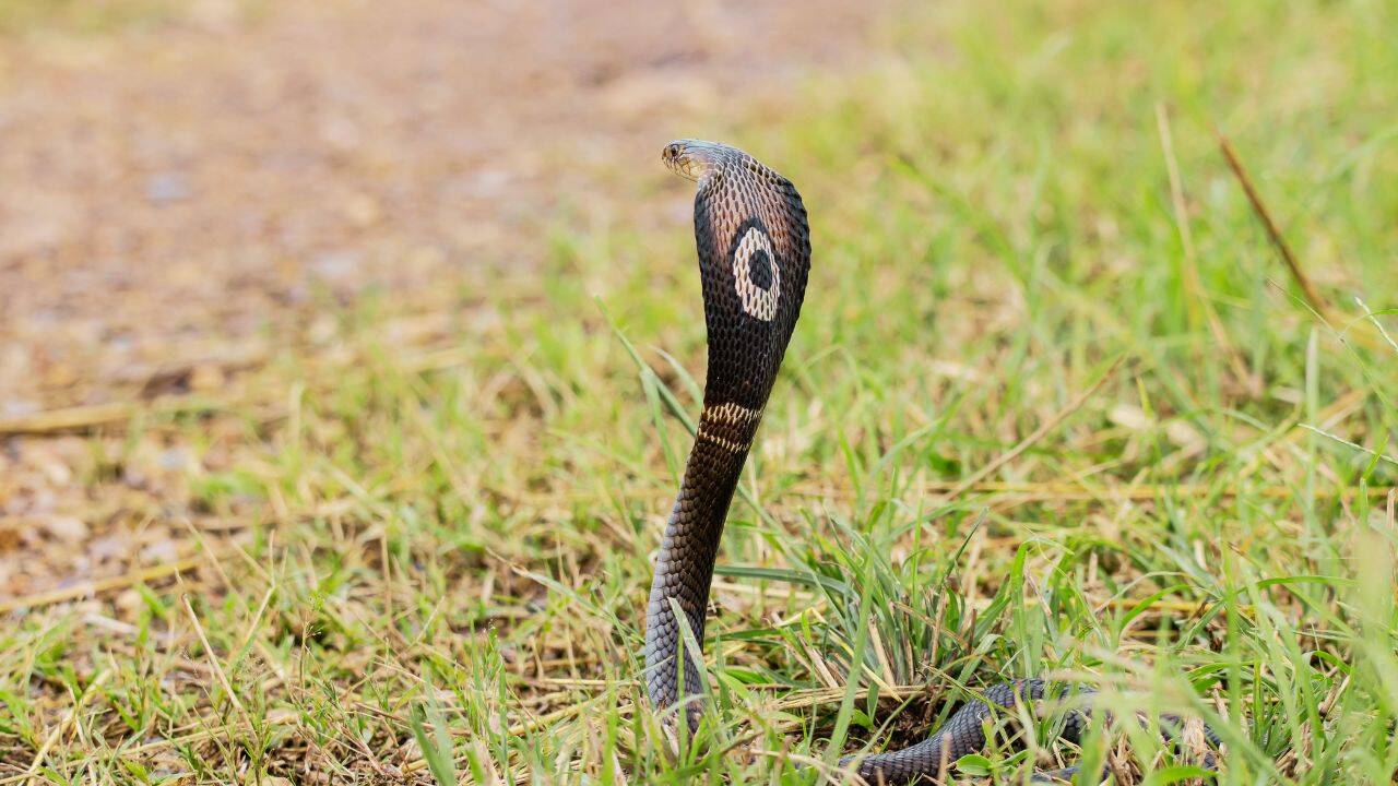 Monocled Cobra (2)