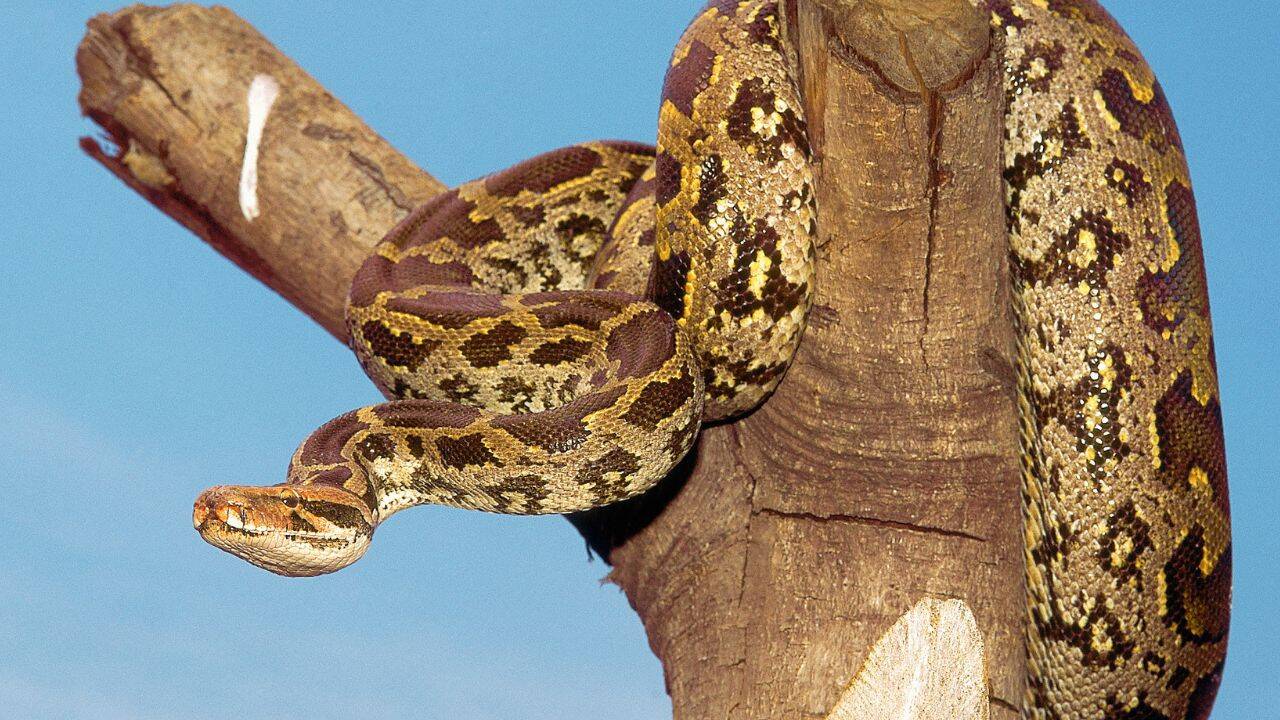 Indian Rock Python (10 to 20 ft)
