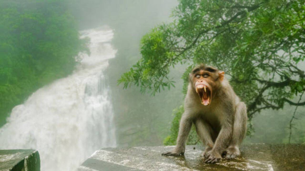 Florida introduced rhesus macaques for tourism in the 1930s, now they carry a potentially fatal virus