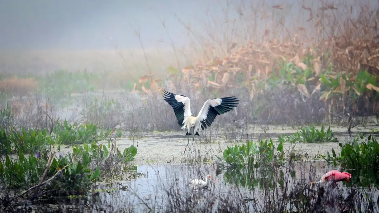 The Florida couple bought a swamp to protect it<br>