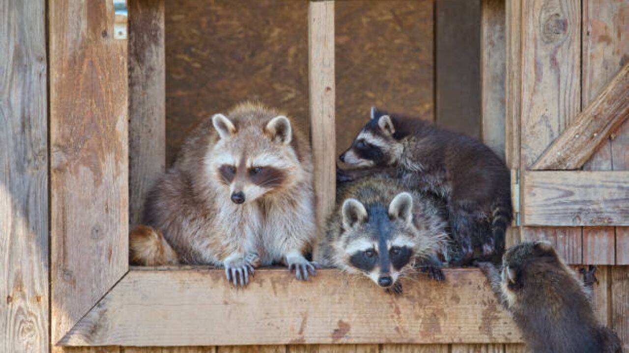 How did raccoons arrive in Germany?<br><br>