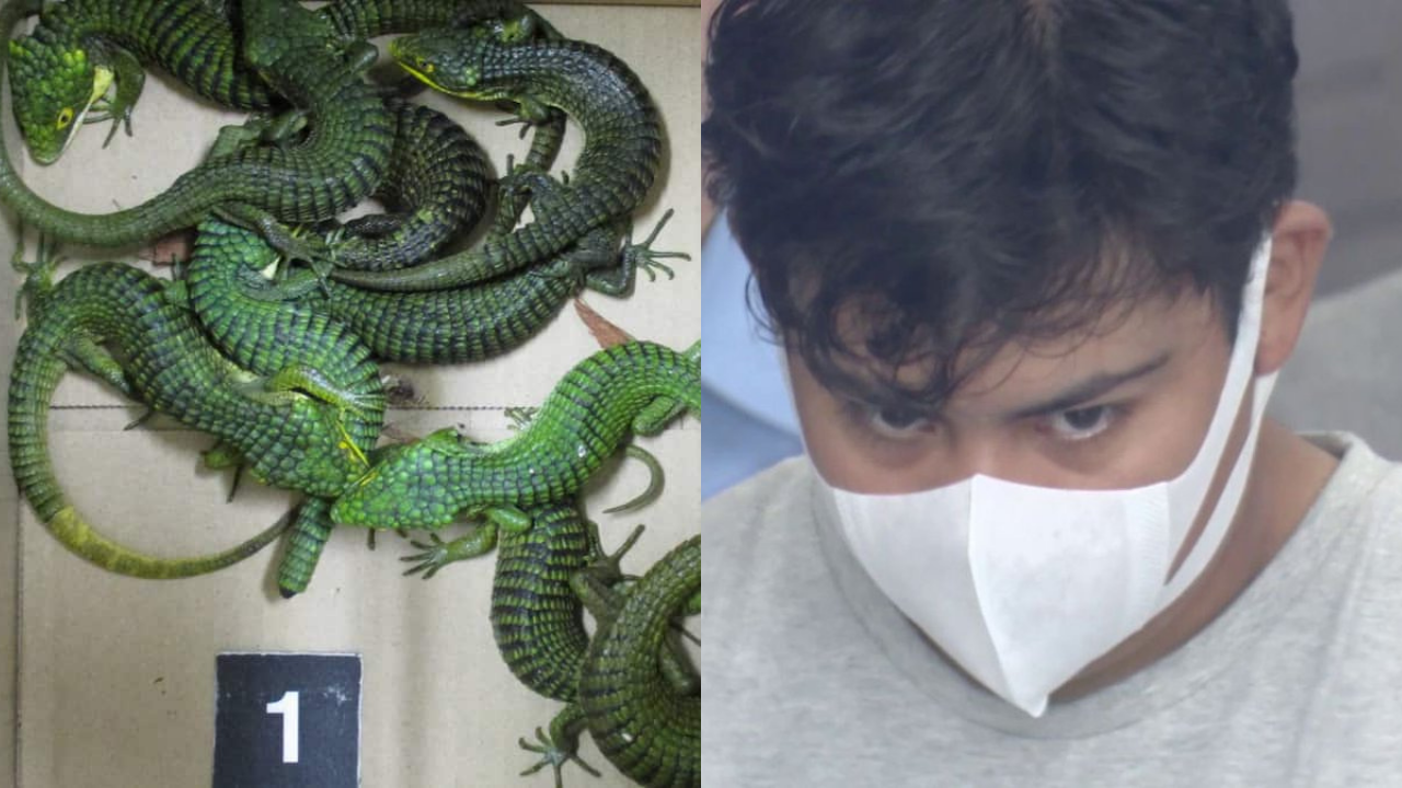 Mexican man arrested with 200 lizards hidden in socks at Tokyo airport