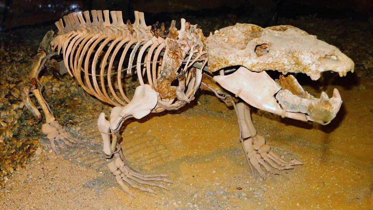 Animal may have been unusually large at birth