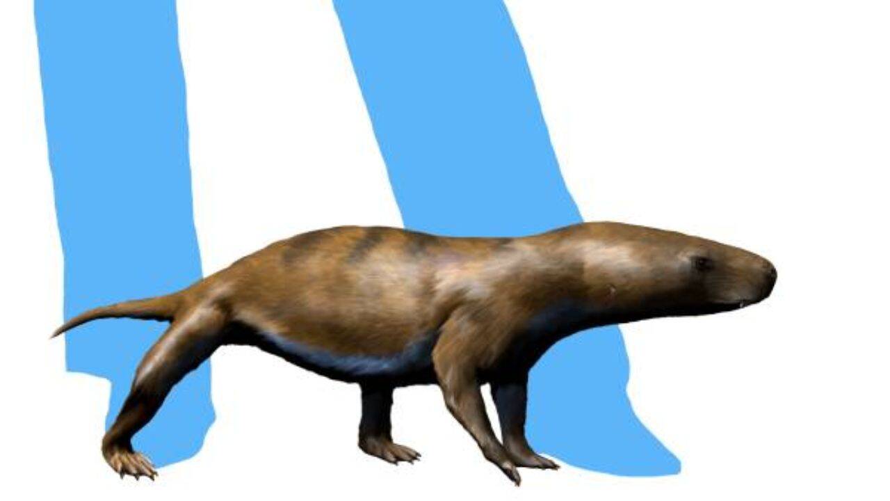 Why the comparison with modern mammals important for the study