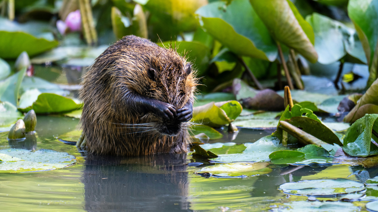 The beaver’s arrival offered a glimpse of what natural restoration could become (Image: Canva)<br>