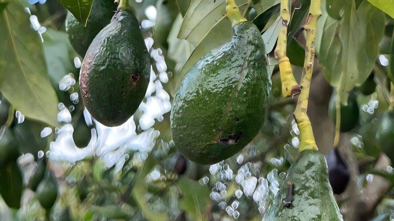 What makes these Nicaraguan avocados unique