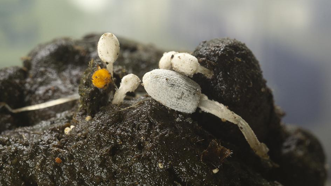 Fungi growing on animal dung.