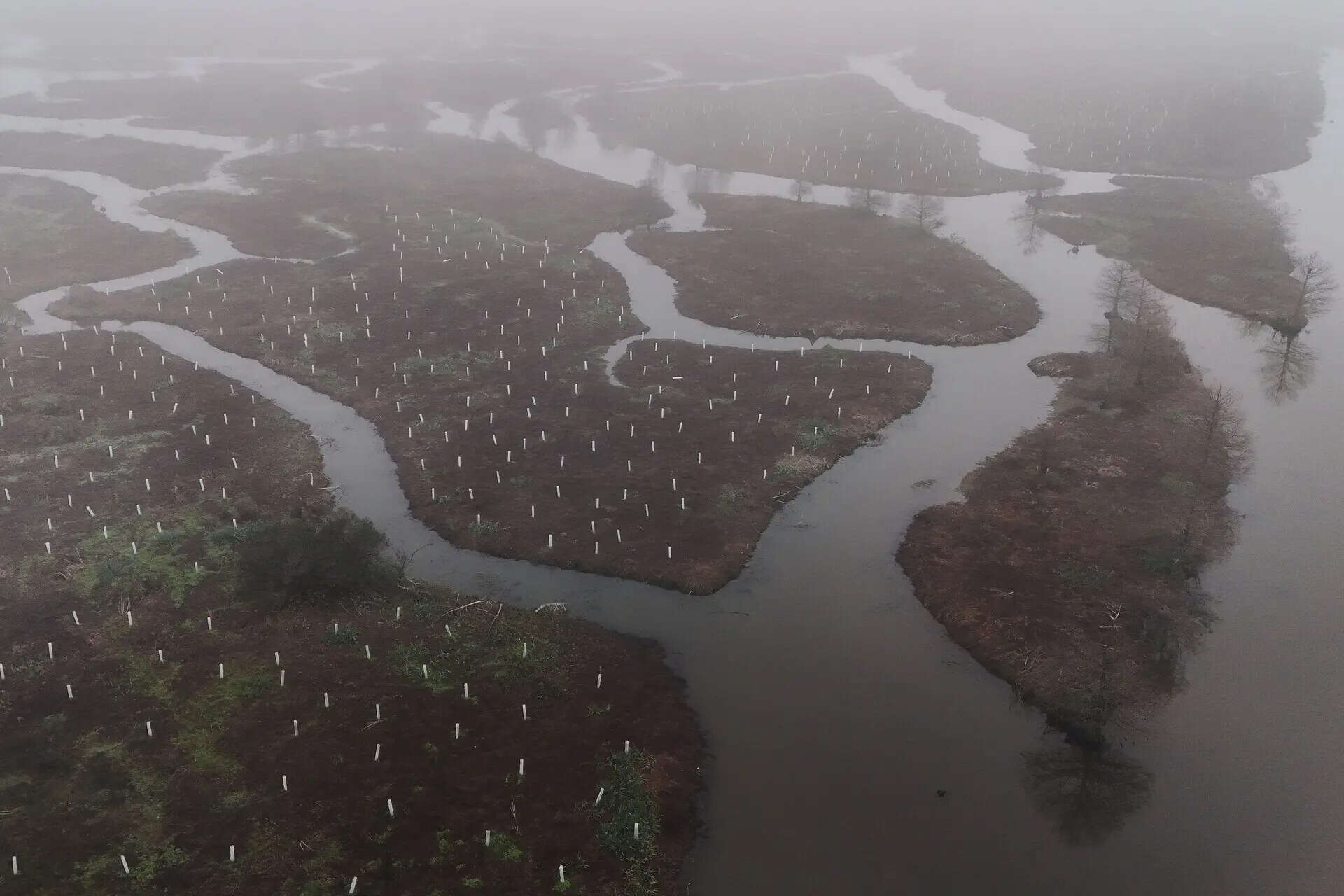 In 2026, volunteers began planting 30,000 trees to rebuild the wetland forest