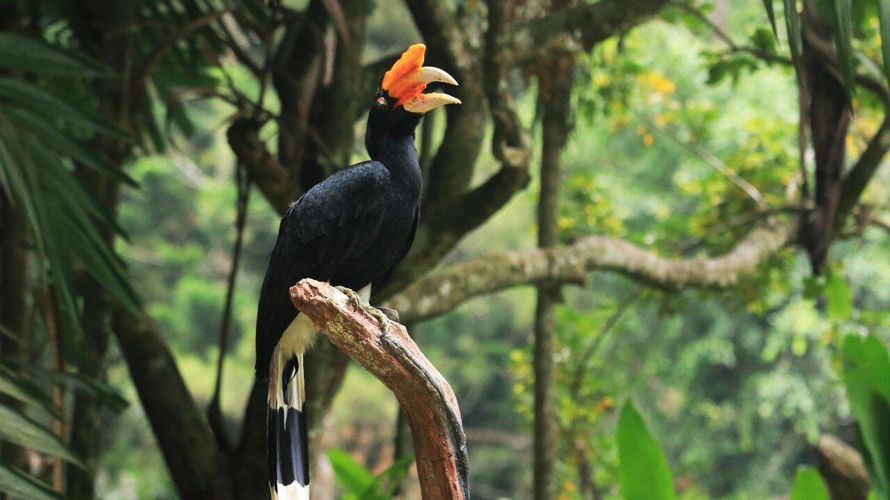 hornbills