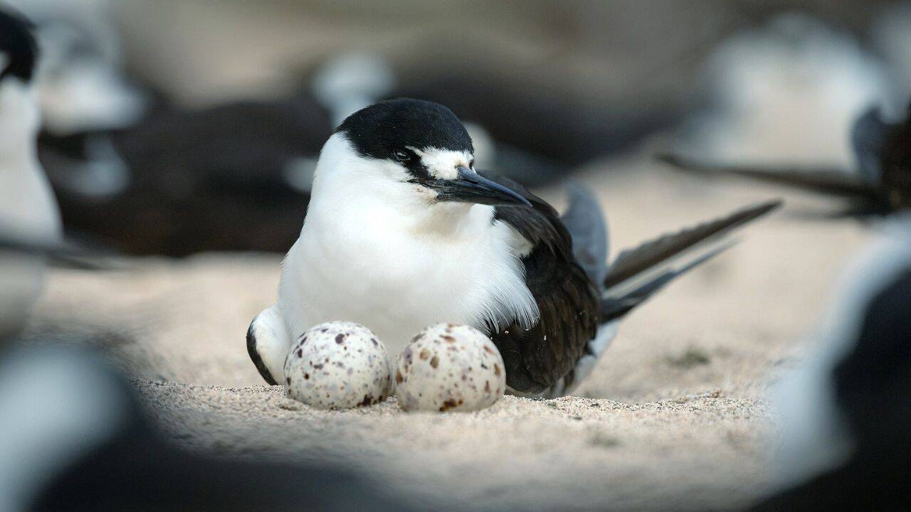 Did the seabirds actually return after the cats disappeared