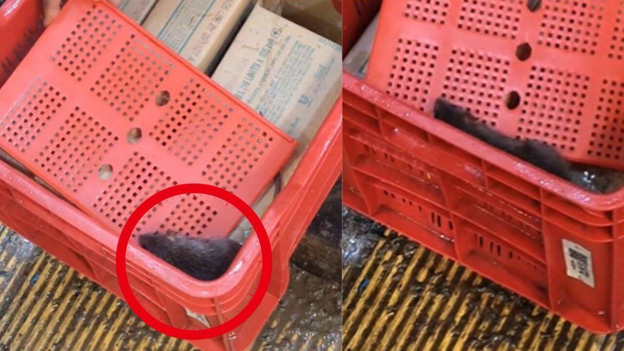 Rat sighting at outlet sparks social media buzz<br>