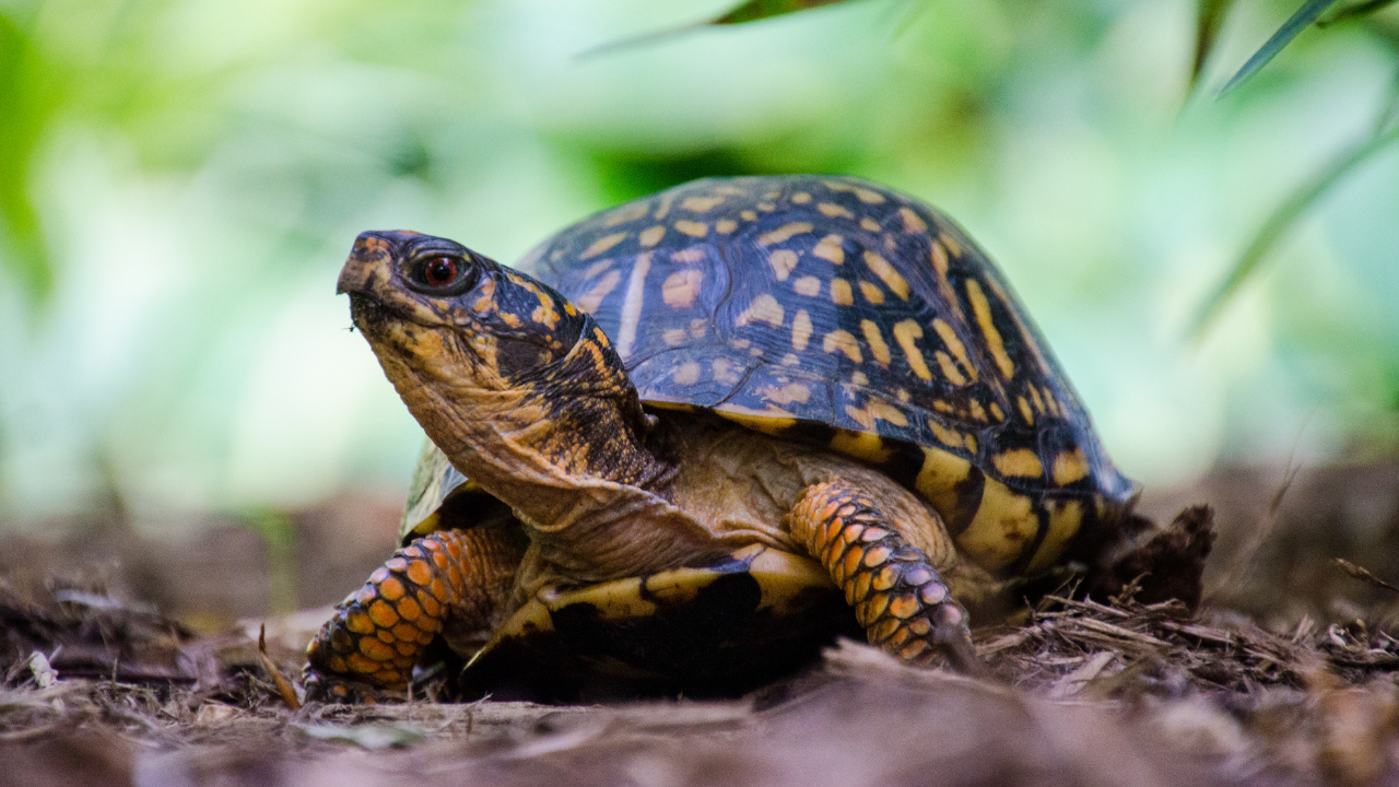 Smithsonian uses X-rays, cups and 216-yard threads to find turtle nests; 13 of 16 were raided