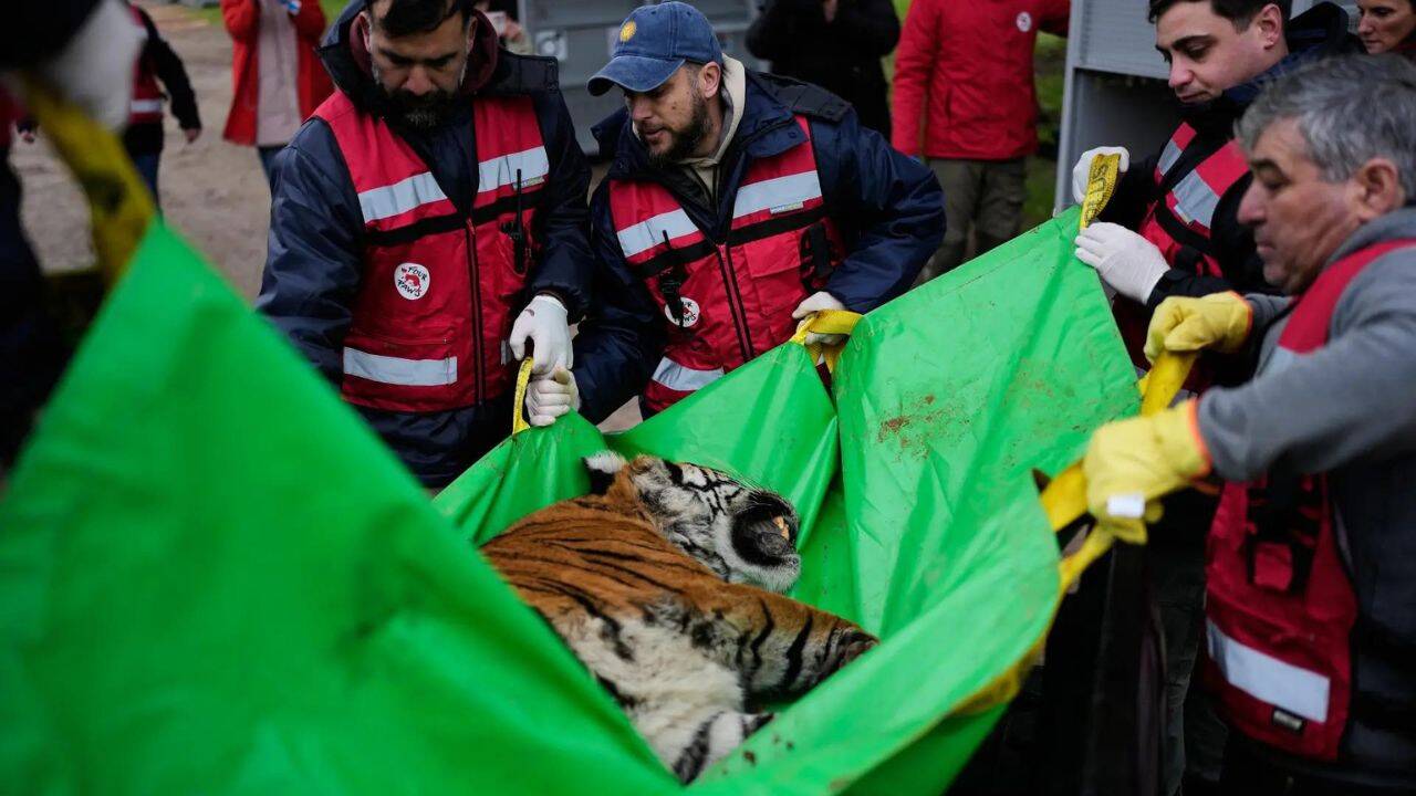 30 lions and tigers leave notorious Argentine zoo; head to new sanctuaries