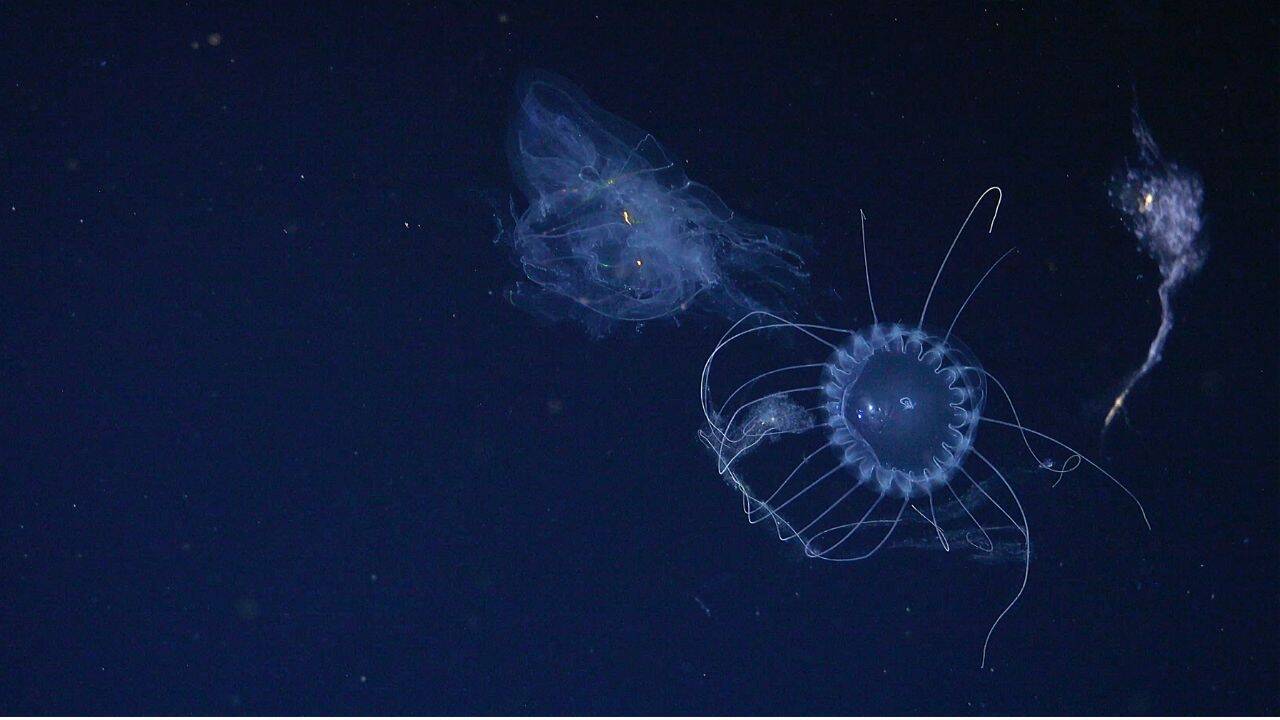 Which new species were found during the expedition