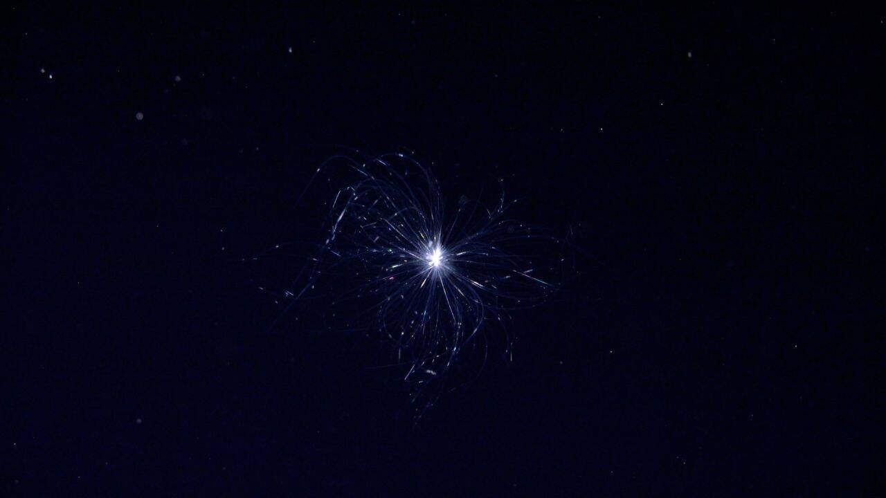 What other discovery made the expedition unique