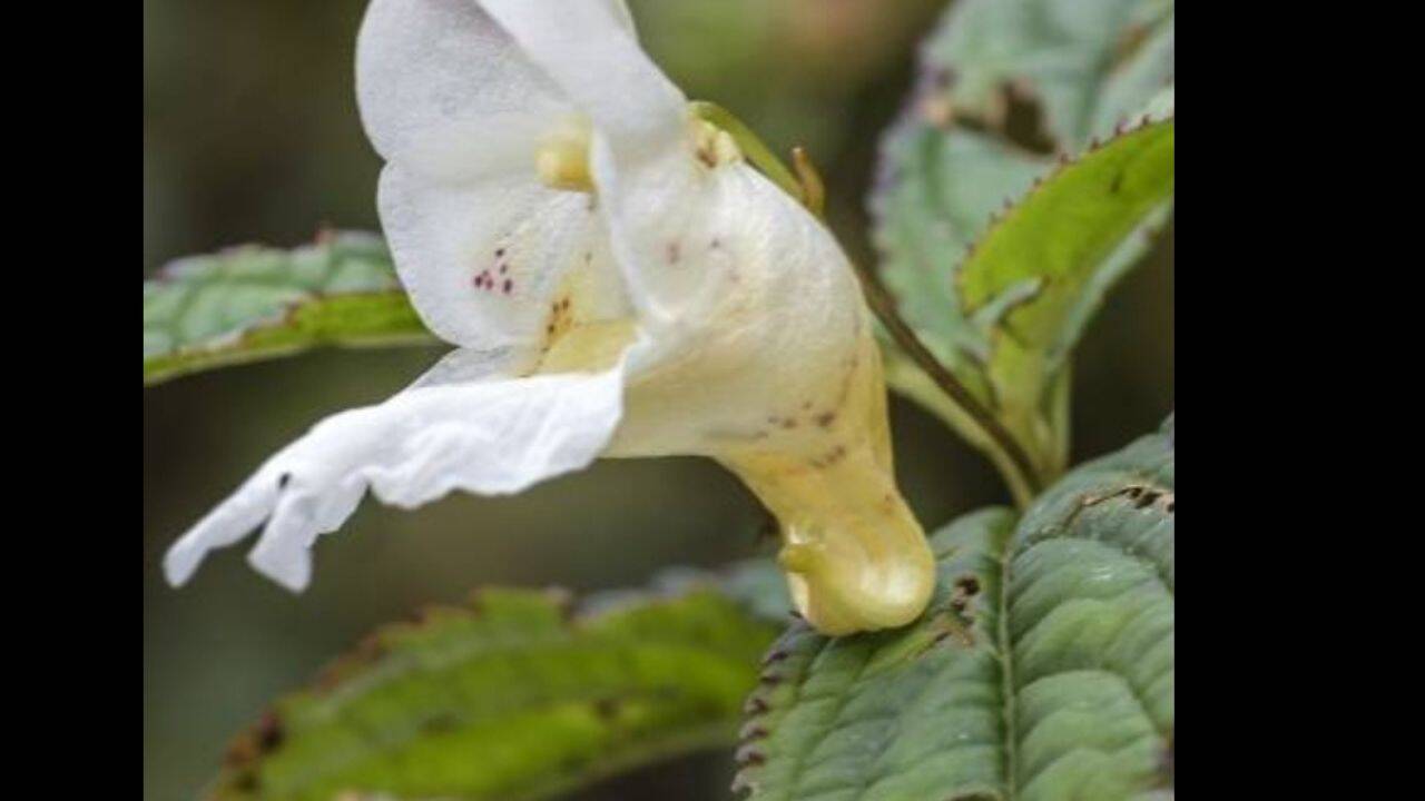 Impatiens nimspurjai