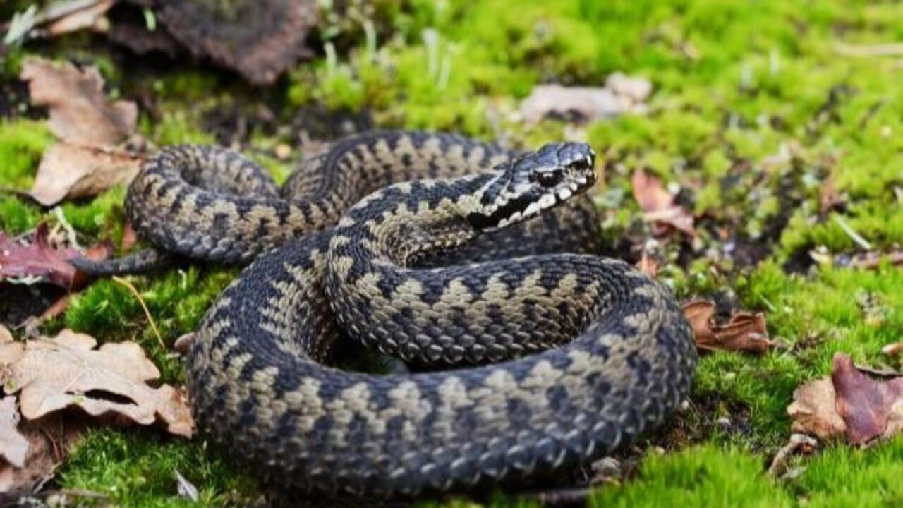 European Adder snake<br>