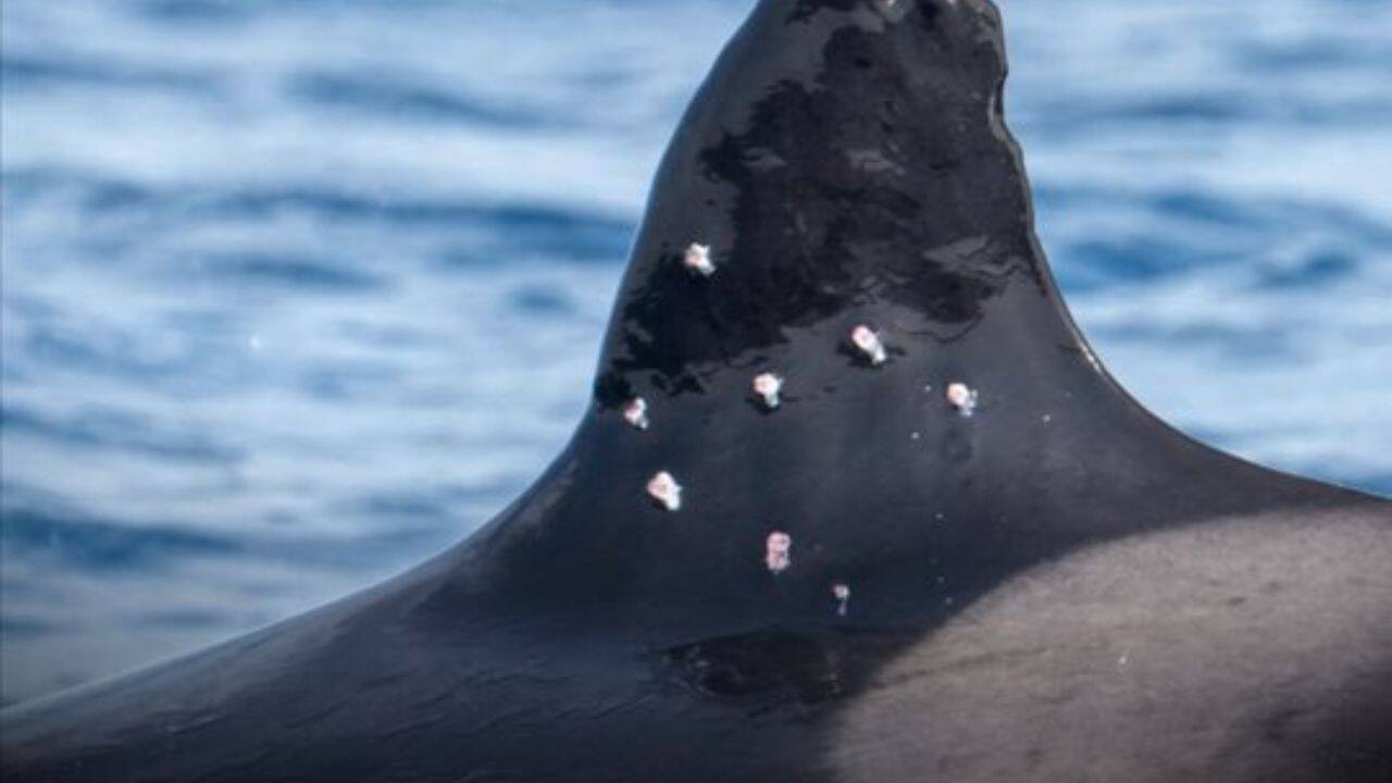 Rare Iberian orca was filmed swimming with wounds to its dorsal fin<br>