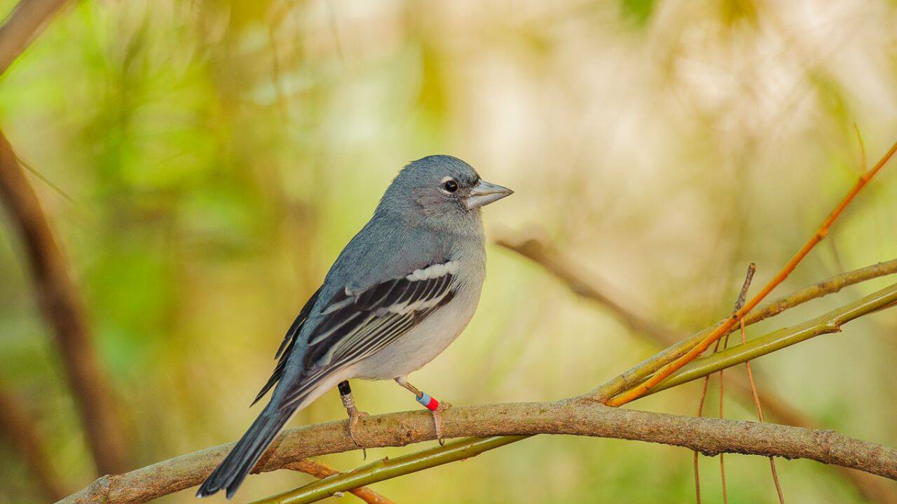 Why could automated bird monitoring be useful