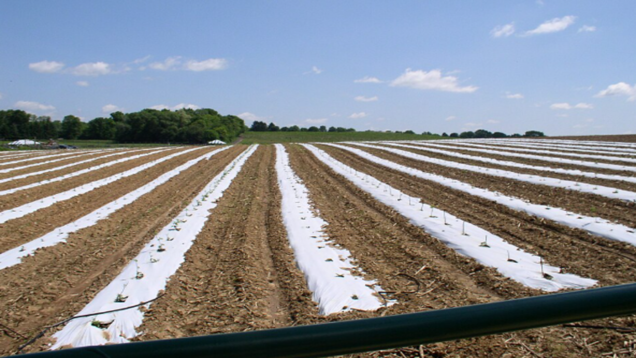 Vegetables grown on plastic mulch. Image credits: Wikimedia Commons 