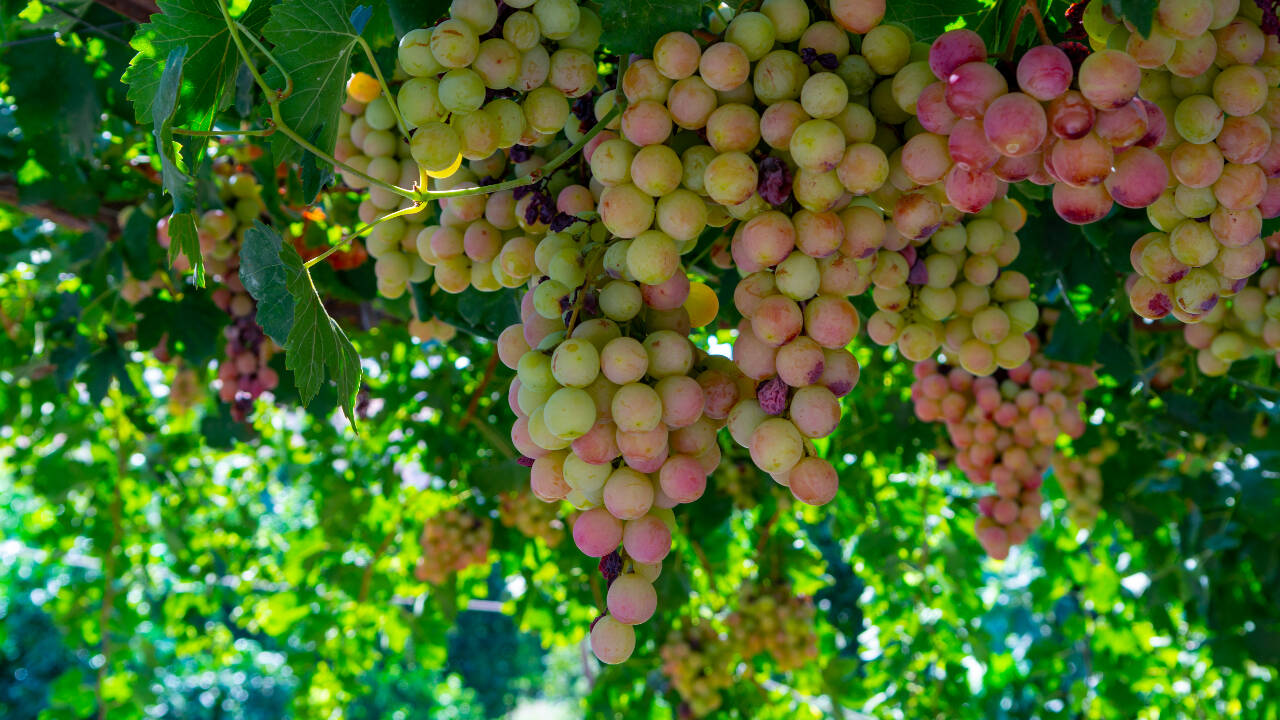 Cyprus grape helps Australian vineyards cope with extreme heat and use less water