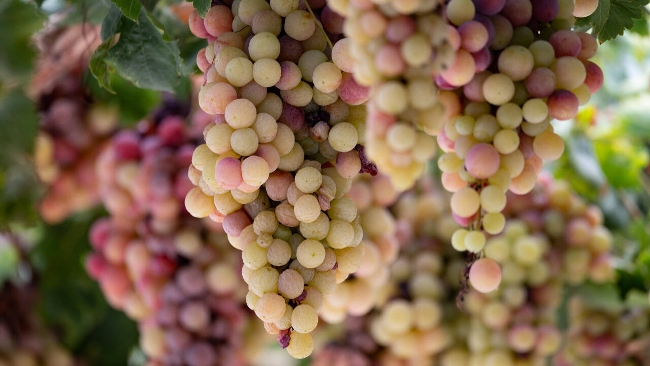 The limestone in the soils of the Riverland has much in common with the terrain of Cyprus and other parts of the eastern Mediterranean