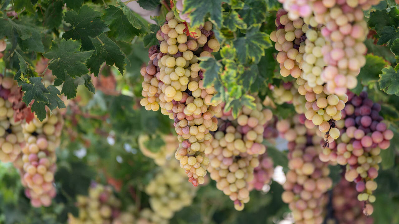 The report also mentions that some Riverland growers have been paid less than $100 a ton for their grapes, making it difficult to justify continuing with water- and labor-intensive varieties.