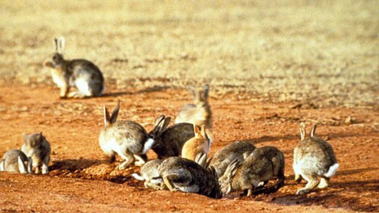 Why rabbits became such a serious problem in Australia