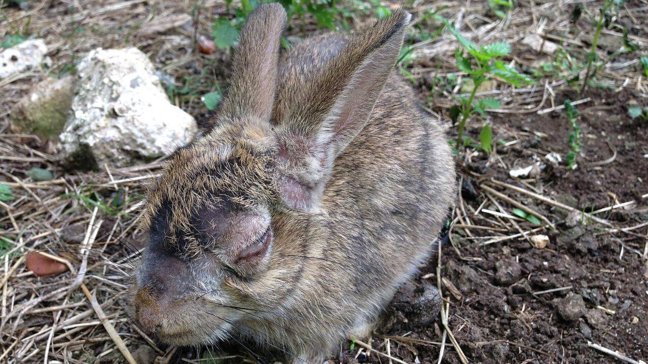 Dramatic effect of myxomatosis on the Australian rabbits