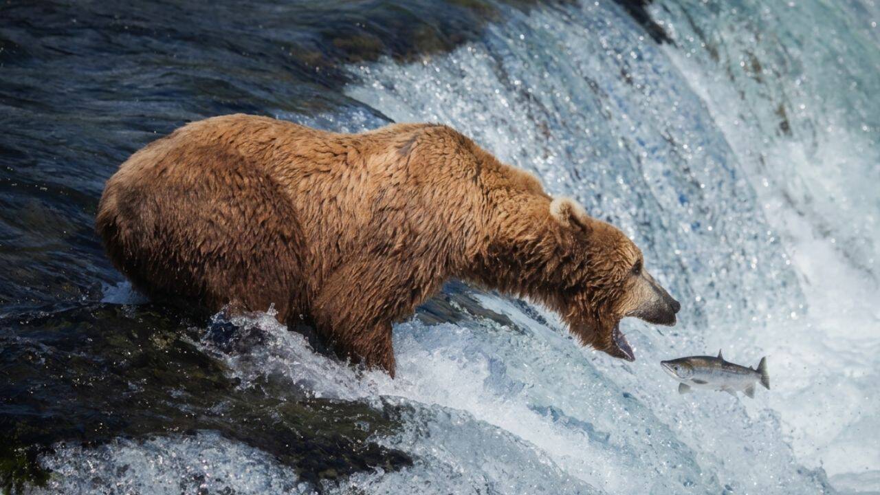 Alaska's live bearcam becomes summer hit as brown bears gather at Brooks Falls to catch salmon