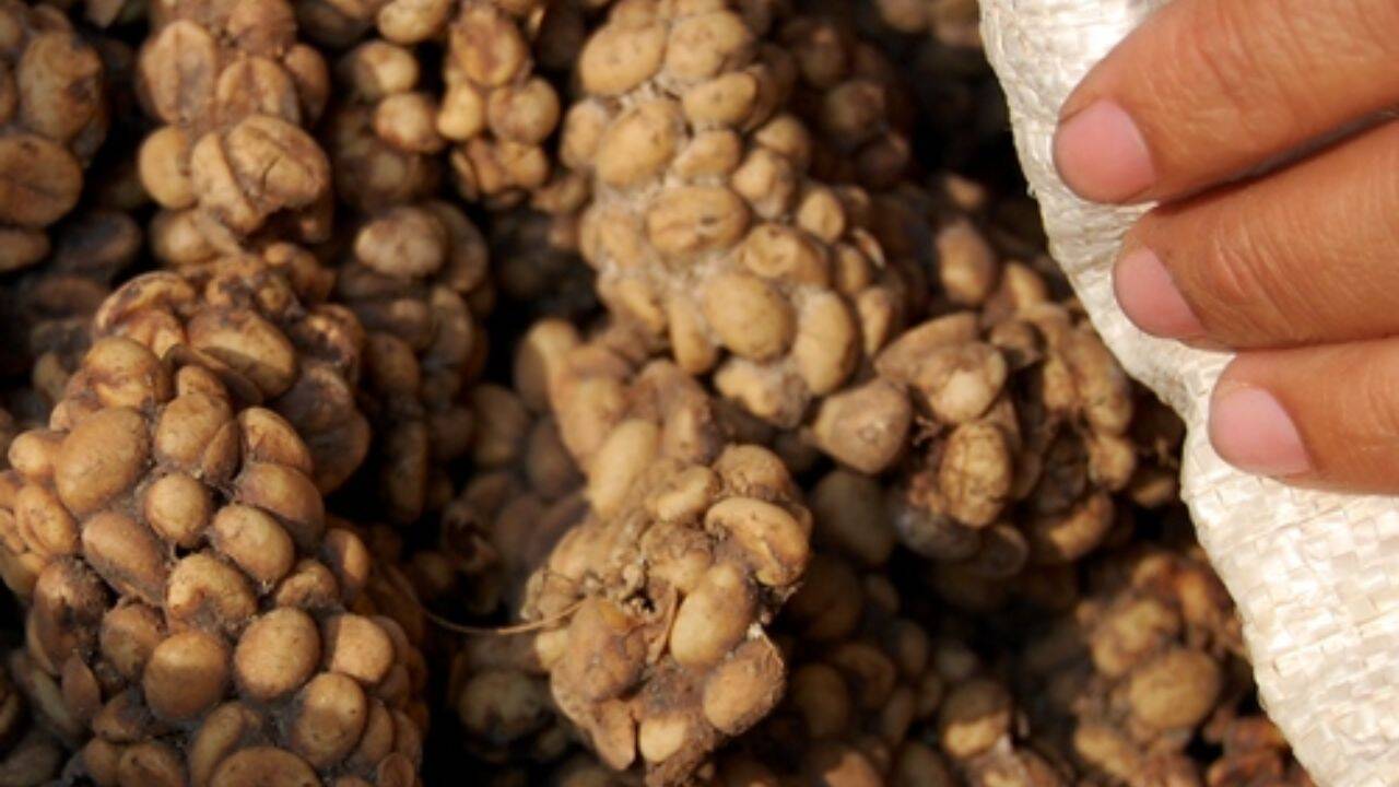 How is Kopi luwak actually produced