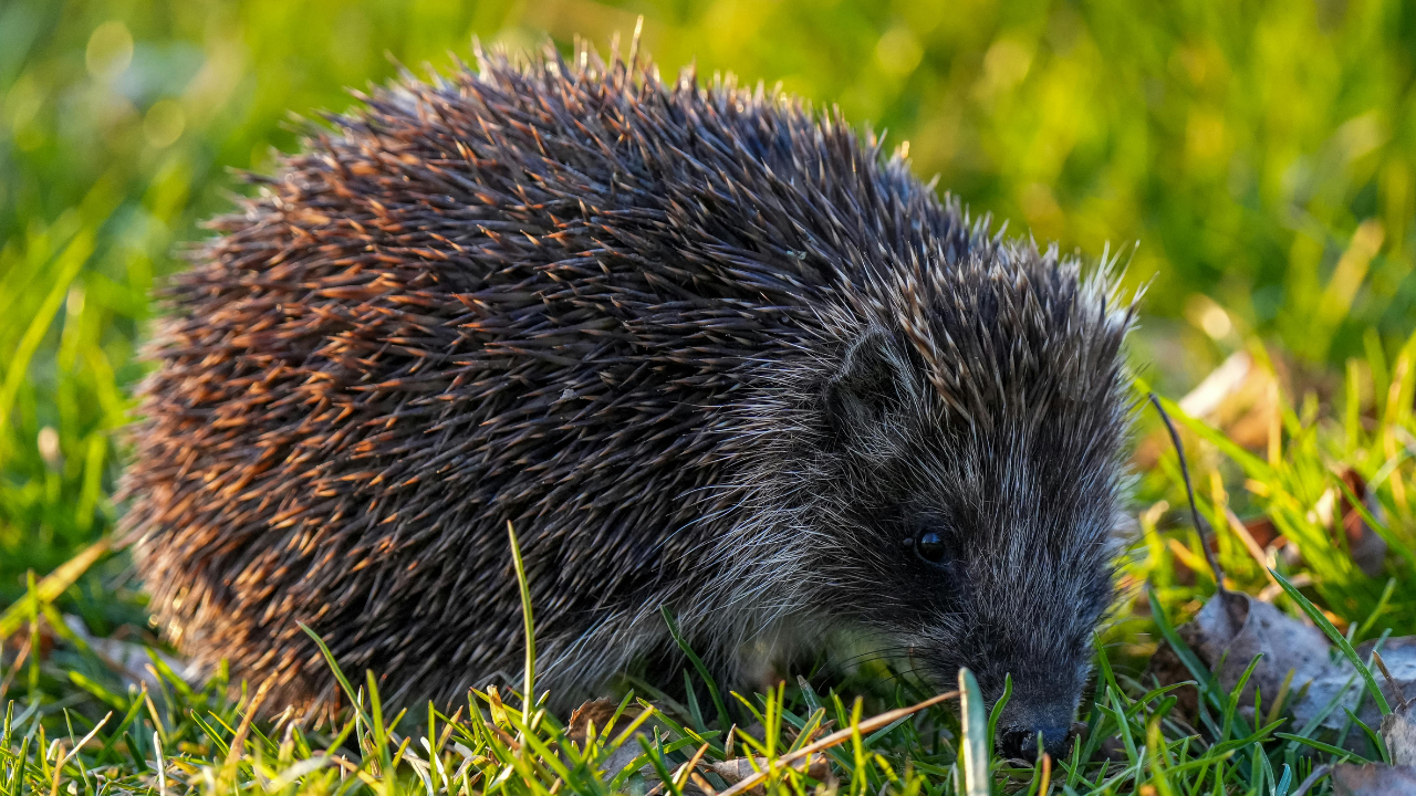European hedgehog