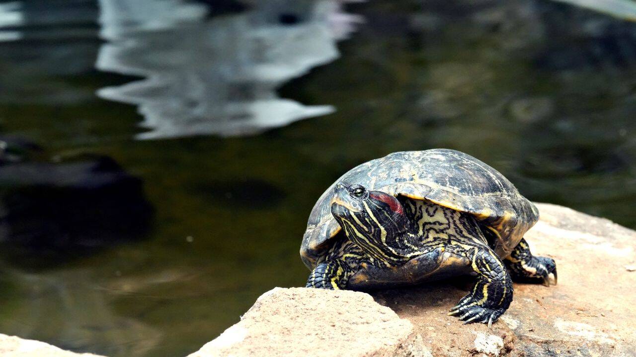 Ivy returned as an adult and laid eight eggs in 2025<br>