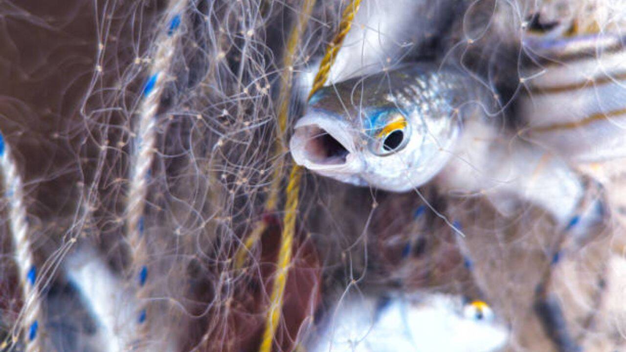 Threatening marine life<br><br>
