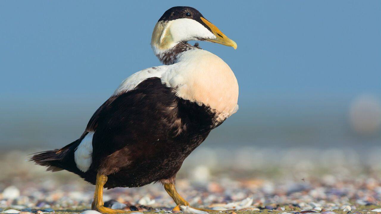 What happened to the seabird colony of the Alaskan island