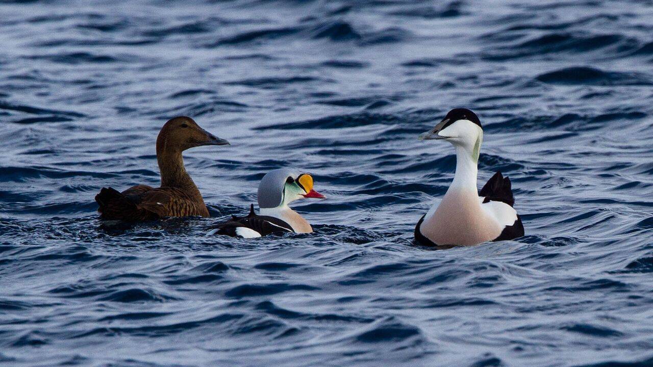 Changing ecosystem for the seabird colonies