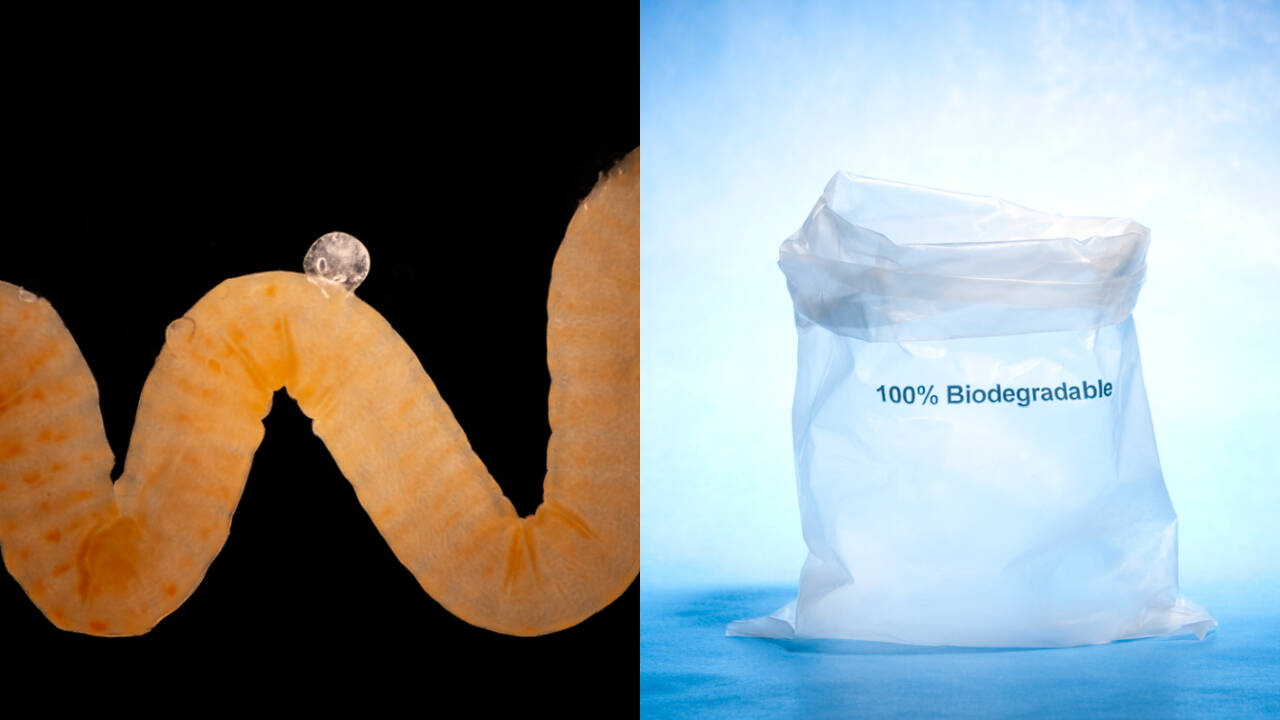 Nature’s biodegradable plastic may hold clues to Earth’s crisis